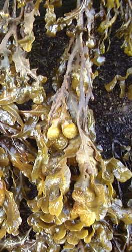 The Spiral Wrack